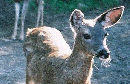 Wildlife!