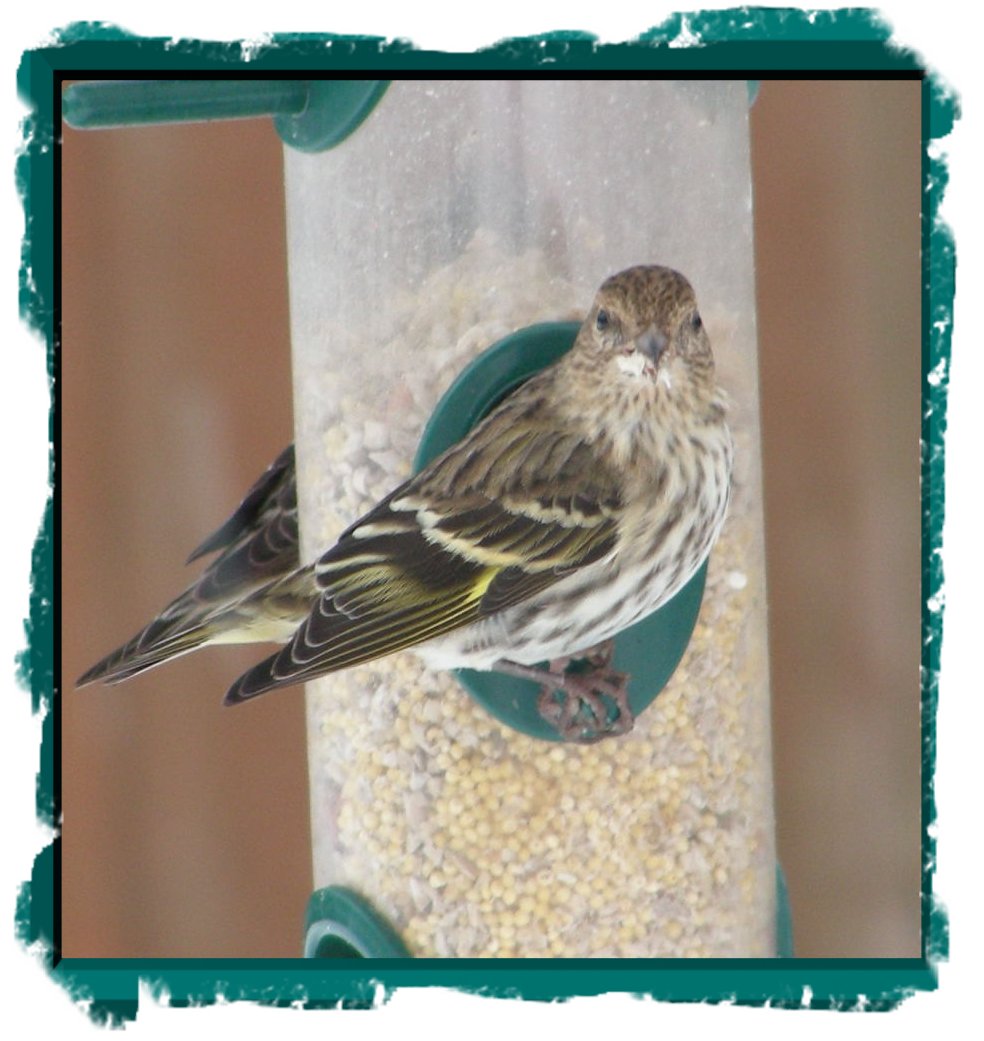 BIRD