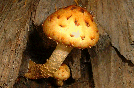 Mushrooms!