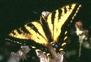 Butterflies!