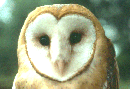 Discover birds!